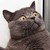 :iconasleymax: