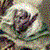 :iconASlyRogue: