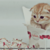 :iconasmaa-purehope: