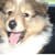 :iconasonithefox: