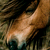 :iconaspen-creek: