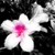 :iconaspiringphoto: