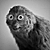 :iconasquillies: