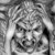 :iconassaf-karass:
