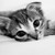 :iconassehj18: