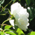 :iconasta-stock:
