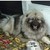 :iconasta453: