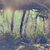 :iconastarlightchase: