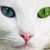:iconastasy12: