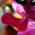 :iconasterya: