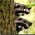 :iconAstral001: