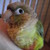 :iconastralsplendors:
