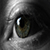 :iconastrax: