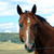 :iconastrohippus: