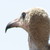 :iconastronomicalturtle: