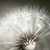 :iconastuephotography: