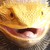 :iconasturas: