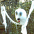 :iconastutefish: