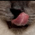 :iconasuka-02: