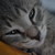 :iconasulugiuc: