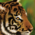 :iconataiger: