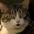 :iconatalkingcatplz: