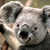 :iconatall234: