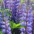 :iconatelier-enchantement: