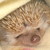 :iconateliersgumi: