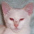 :iconatemisc: