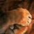 :iconathari2222: