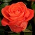 :iconathena888: