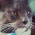 :iconatheybee: