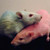 :iconatmyheart: