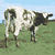 :iconatom-heart: