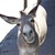 :iconatom0007: