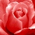 :iconatomicbrownie: