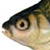:iconatomicdeathbream:
