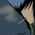 :iconatomickitsune: