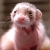 :iconAtomicSpaceFerret: