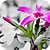 :iconatrimbur-photography:
