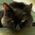 :iconatropos4: