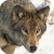 :iconattackingwolf: