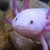 :iconattemptedchemistry: