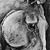 :iconatticus-CSH: