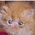 :iconatticuspenderton: