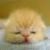:iconatto-di-amore: