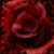 :iconatumn-rane: