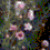 :iconaudfrogg: