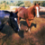 :iconauditoreezio2456: